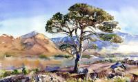 Scots Pine, Glen Affric